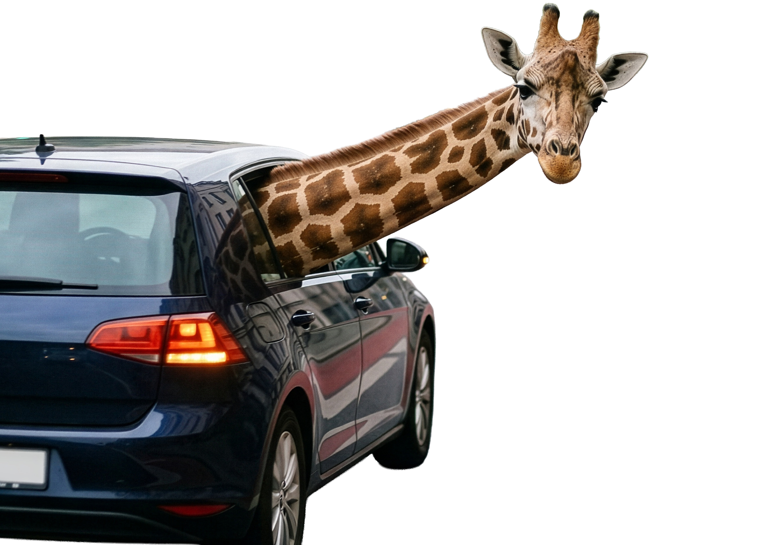 Bild einer Giraffe