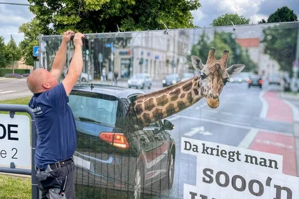 Landkreis Börde © Landkreis Börde - Landratsamt Haldensleben Ein Mitarbeiter befestigt das Banner „Da kriegt man sooo’n Hals“ mit Giraffe und Auto an einem Zaun.