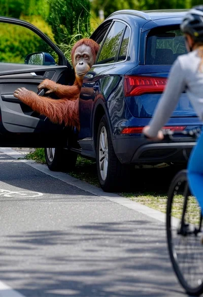 Autotür öffnet sich mit Orang-Utan am Steuer, Radfahrerin nähert sich – ‚Kein Tag der offenen Tür‘ (#aufjepasst)